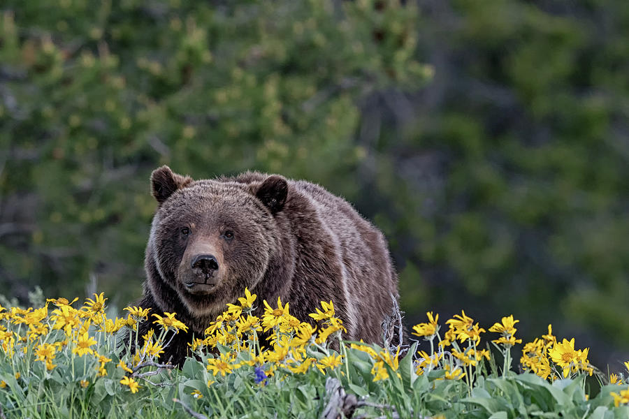 Grizzly 399 cresting a hill in Grand Teton National Park in June 2020 Photograph by Tibor Vari