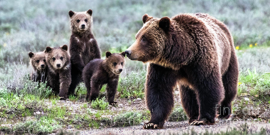Grizzly 399 Photograph by Daryl L Hunter | Fine Art America
