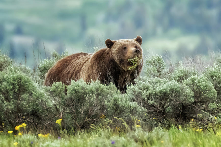 Grizzly 399 Eating Grass Photograph by Belinda Greb