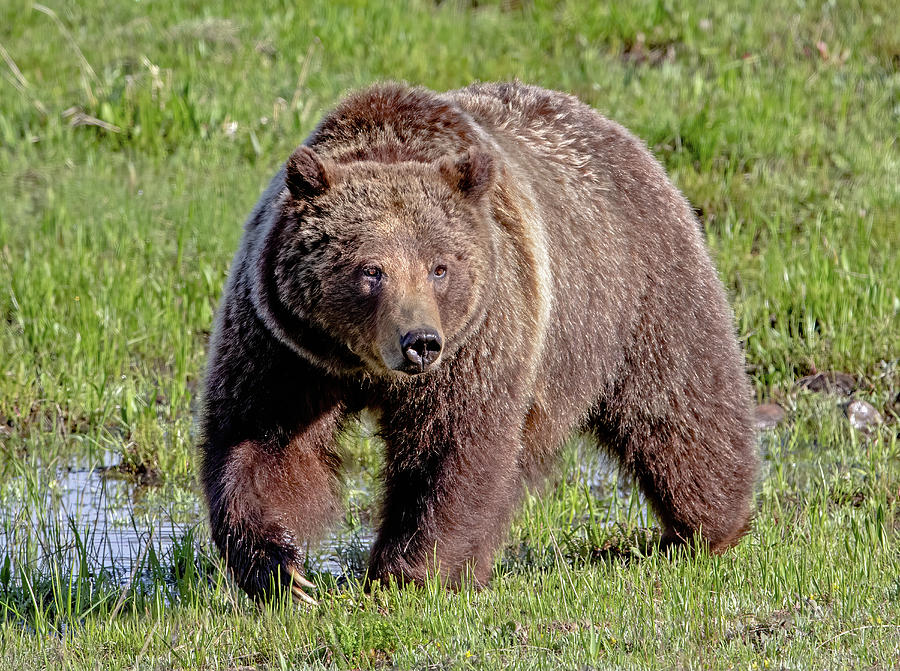 Grizzly 399 Photograph by Jack Bell