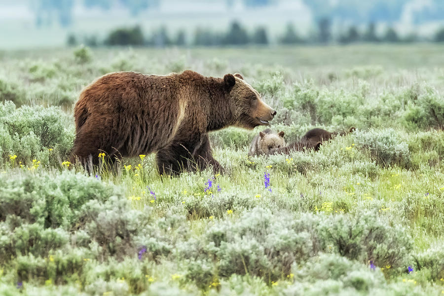 Grizzly 399 With Her Cubs Playing By Her Side Photograph