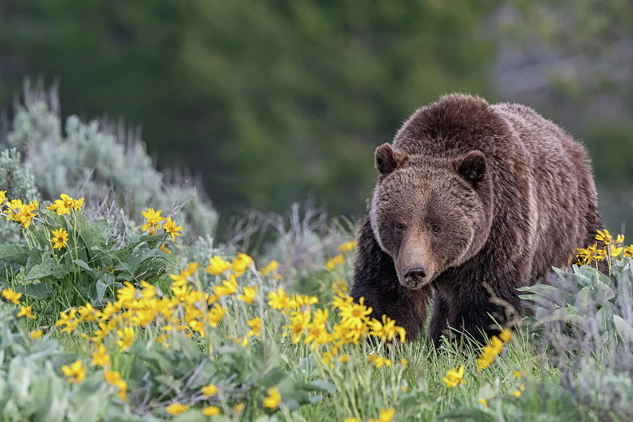 Grizzly 399 with Spring Flowers Photograph by Tibor Vari