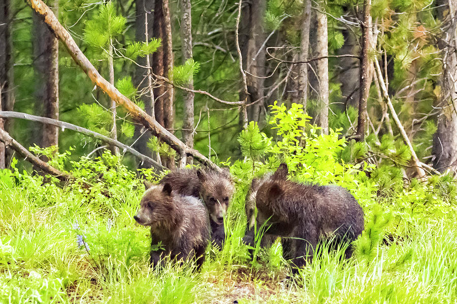 Grizzly 399s Cubs, No. 1 Photograph by Belinda Greb