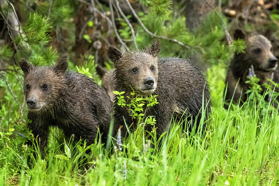 Grizzly 399s Cubs, No. 2 Photograph by Belinda Greb