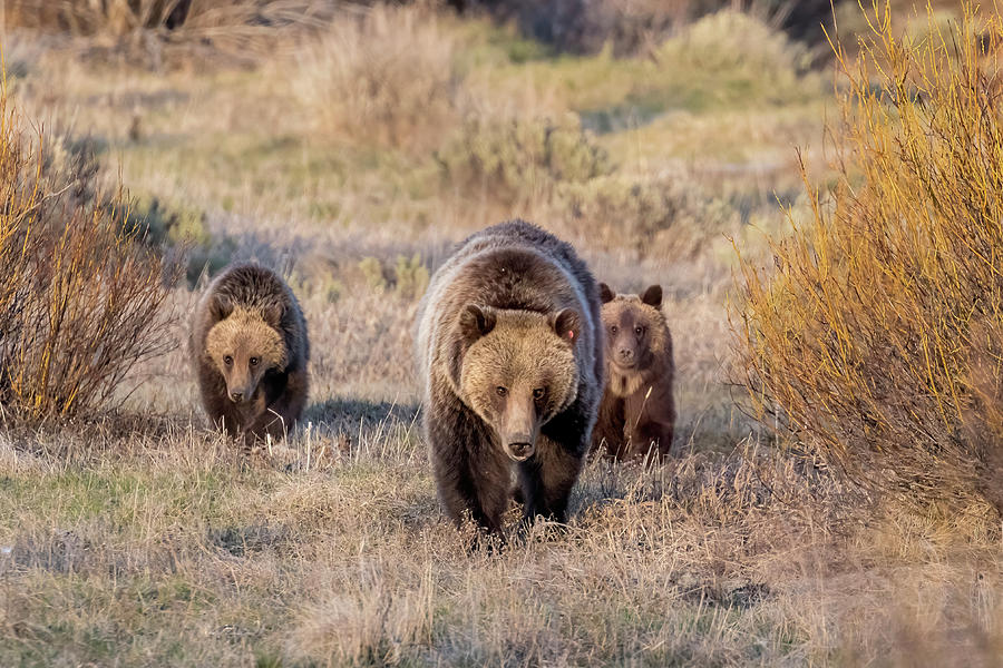 Grizzly 610 And Cubs Photograph