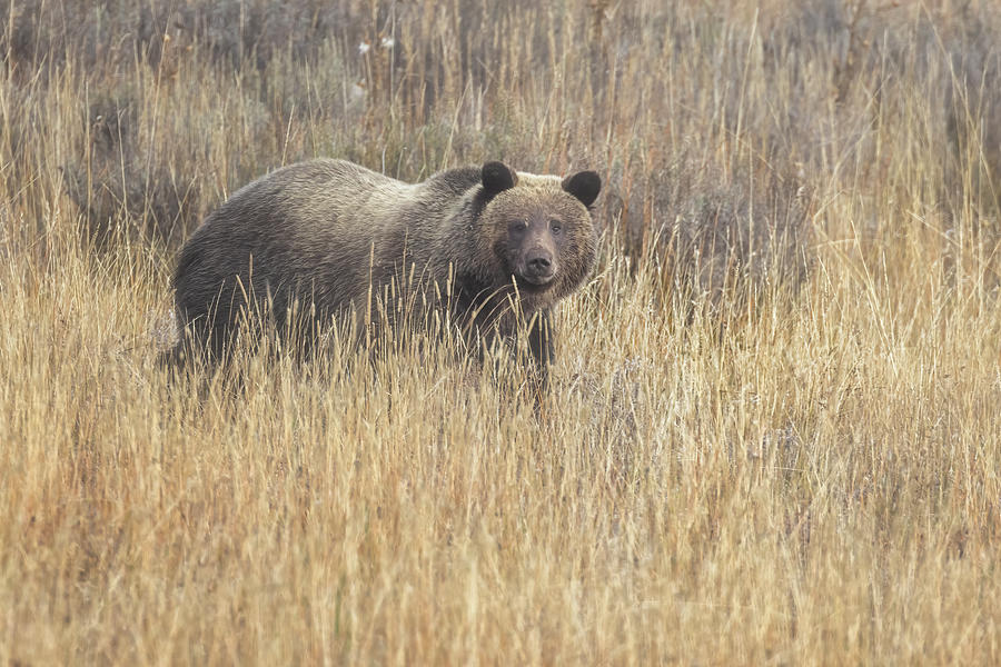 Grizzly 610. in a Golden Field. Photograph by Belinda Greb