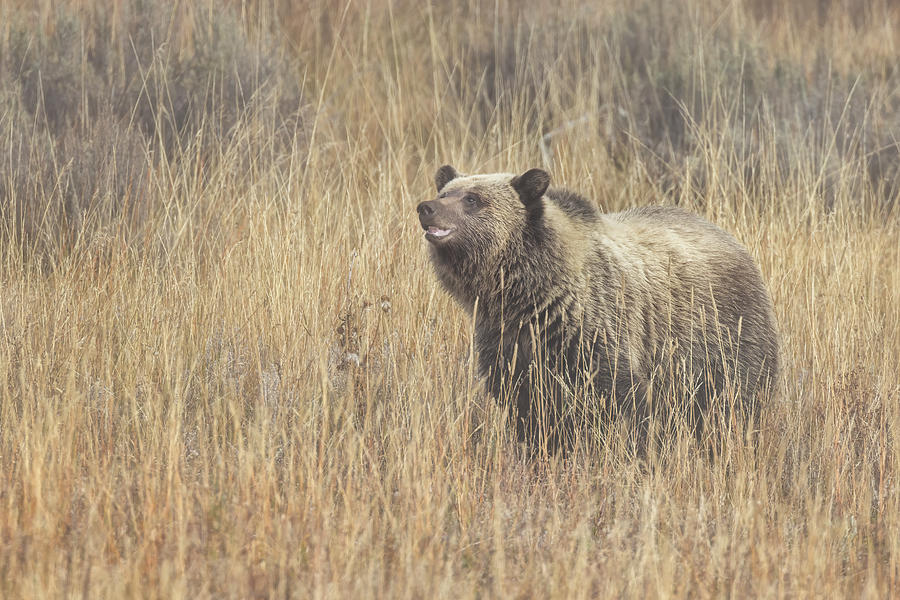 Grizzly 610s Independent Cub Photograph by Belinda Greb