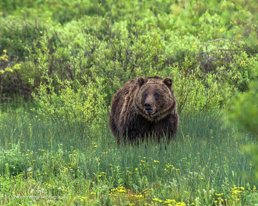 Grizzly 760 In Grand Teton National Park Photograph by Yeates Photography