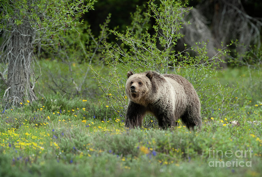 Grizzly 793 - Blondie Photograph by Sandra Bronstein