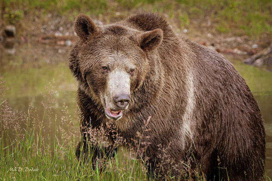 Grizzly at Pond Photograph by Mike Dodak - Fine Art America