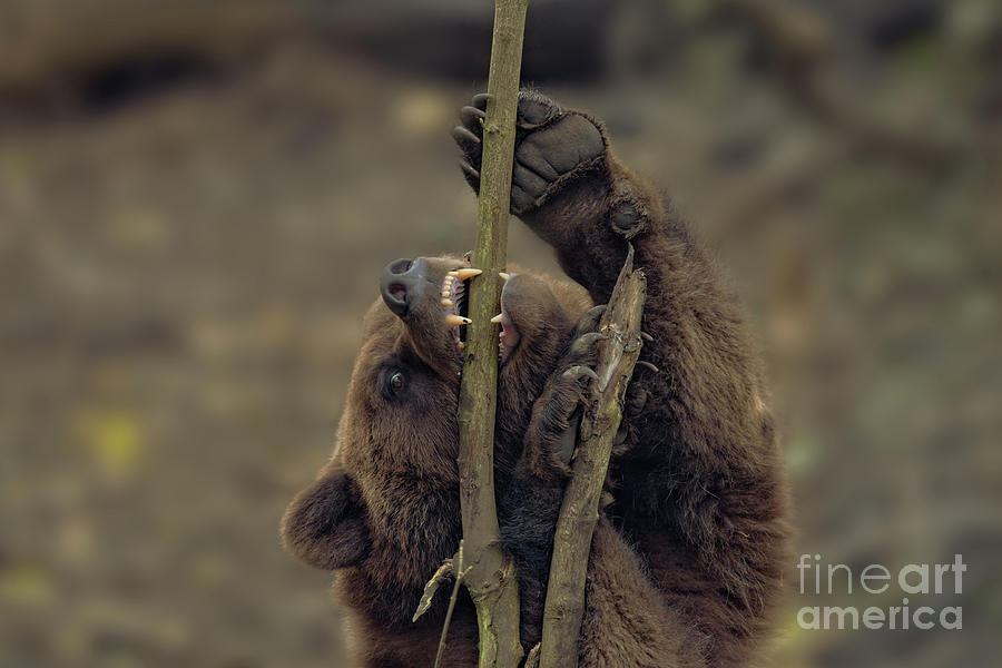 Grizzly Attacking A Tree Photograph by Rawshutterbug - Pixels