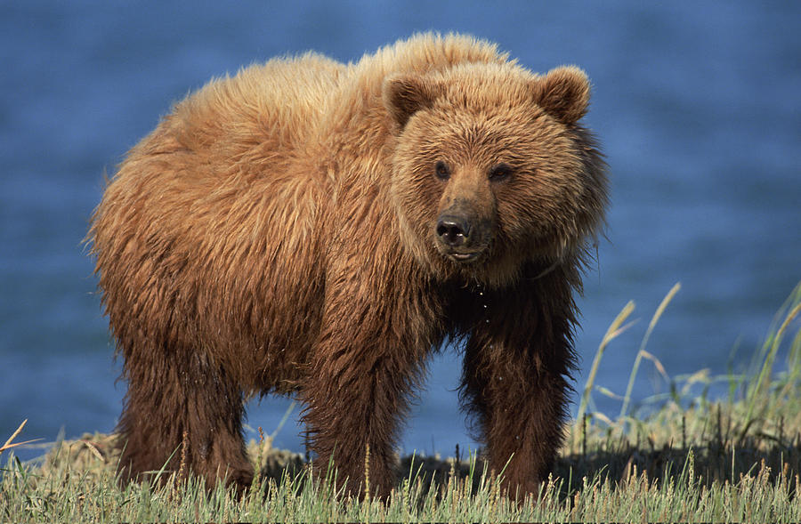Grizzly bear , Alaska Photograph by Comstock Images
