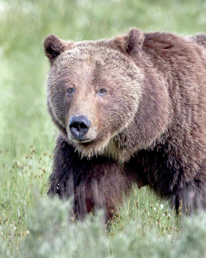 Grizzly Bear 399 Portrait Photograph