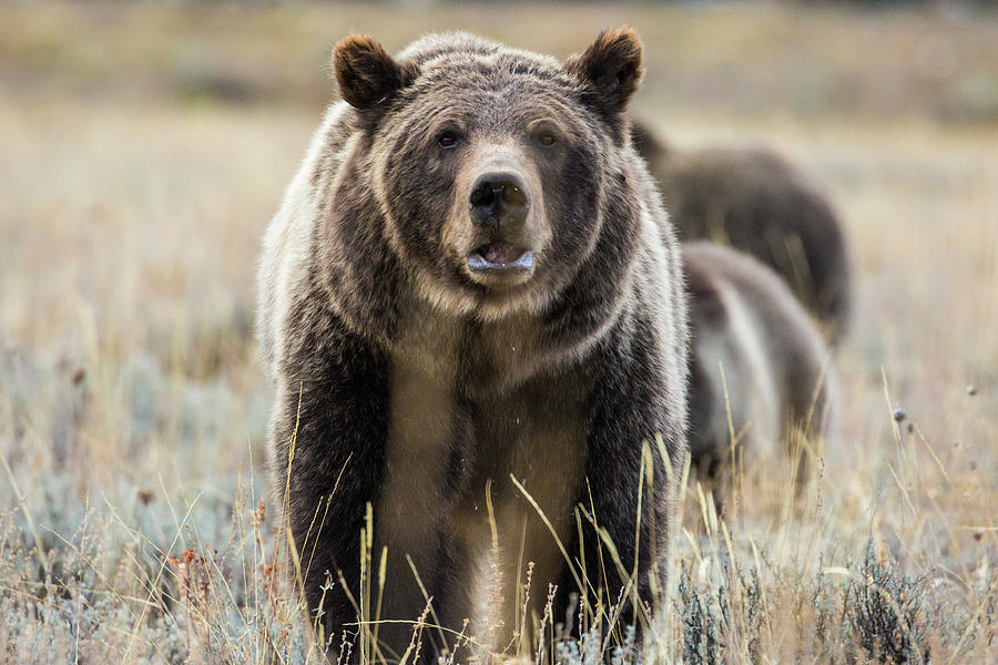 Grizzly Bear 399 Portrait Photograph by Patrick Barron