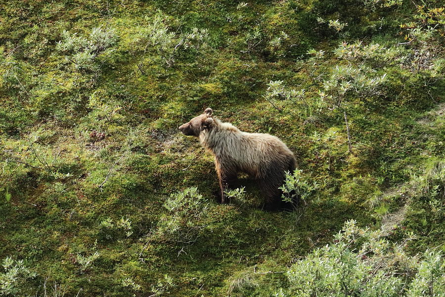 Grizzly Bear 9332 Photograph by John Moyer