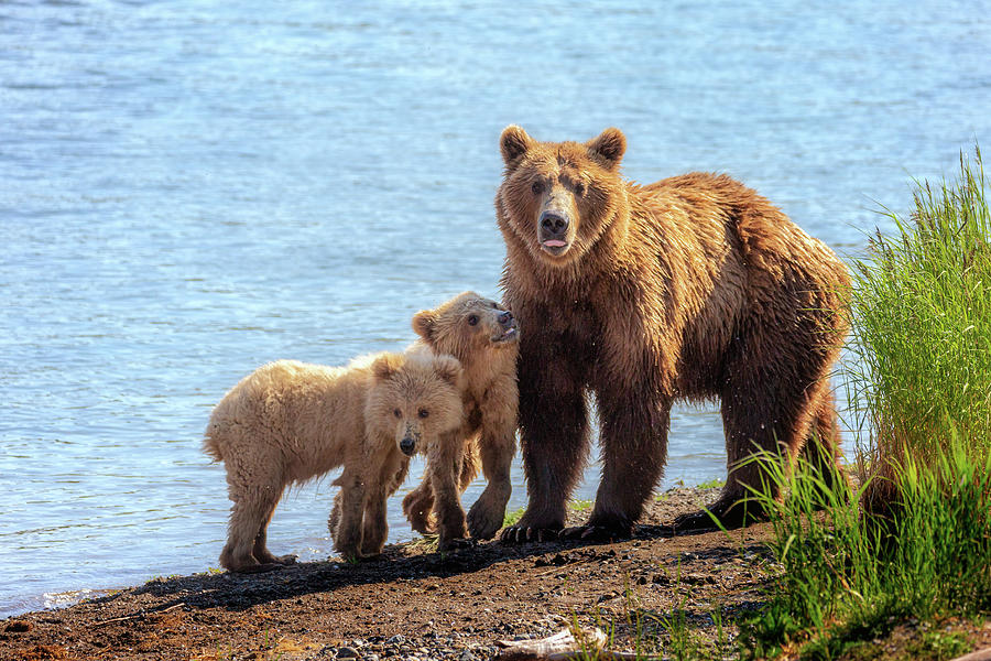 Grizzly Bear and her cubs Photograph by Alex Mironyuk