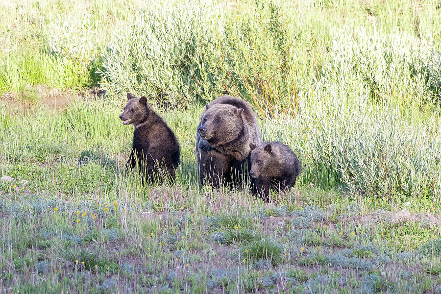 Grizzly Bear and Her Cubs Graze for Breakfast Photograph by Tony Hake