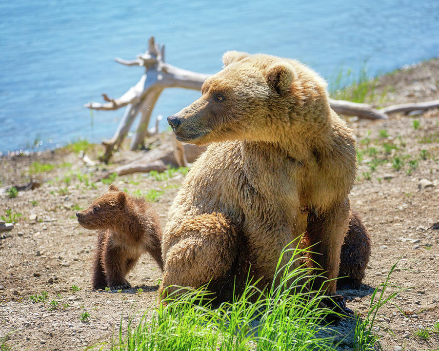 Grizzly Bear and her six month cub Photograph by Alex Mironyuk