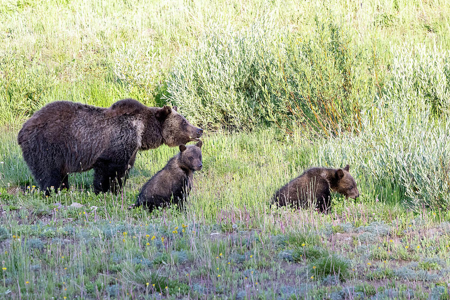 Grizzly Bear and Her Two Cubs Photograph by Tony Hake