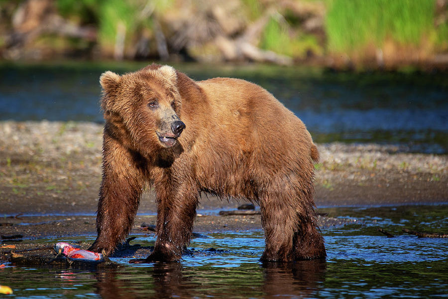Grizzly Bear and his catch of the day Photograph by Alex Mironyuk
