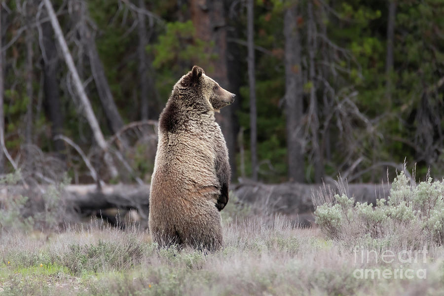 Grizzly Bear - At Attention Photograph by Bret Barton