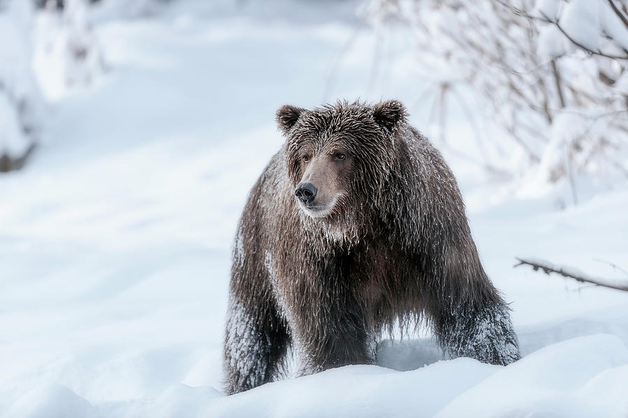 Animal Photograph - Grizzly bear at full attention by Murray Rudd