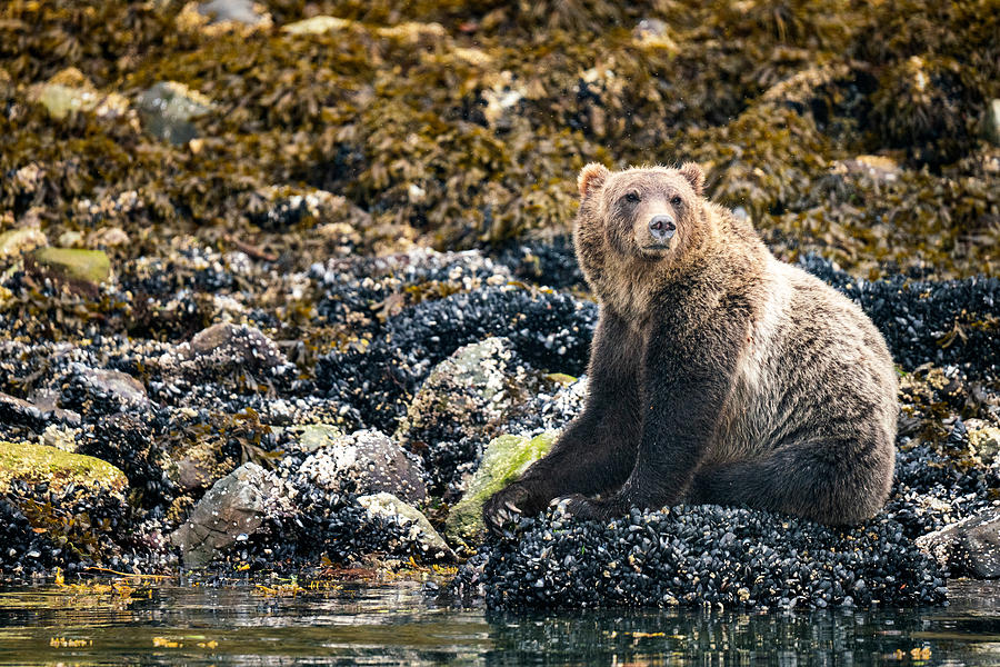 Grizzly bear at Kinght Inlet, Vancouver Island, British Columbia, Canada Photograph by Francesco Riccardo Iacomino