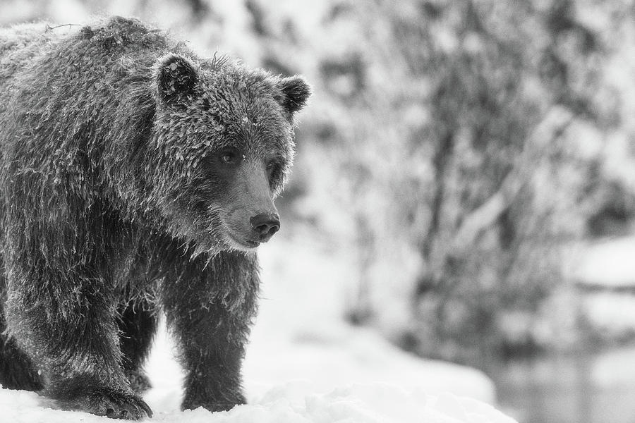 Grizzly bear by a snowy stream Photograph by Murray Rudd
