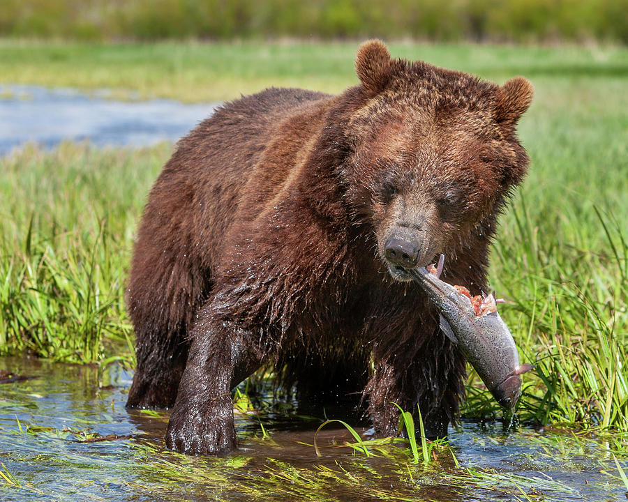 Grizzly Bear Catching A Trout Photograph