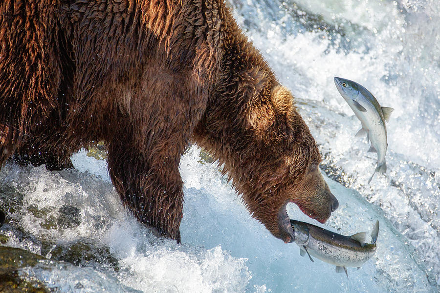 Grizzly Bear caught a salmon - close up Photograph by Alex Mironyuk