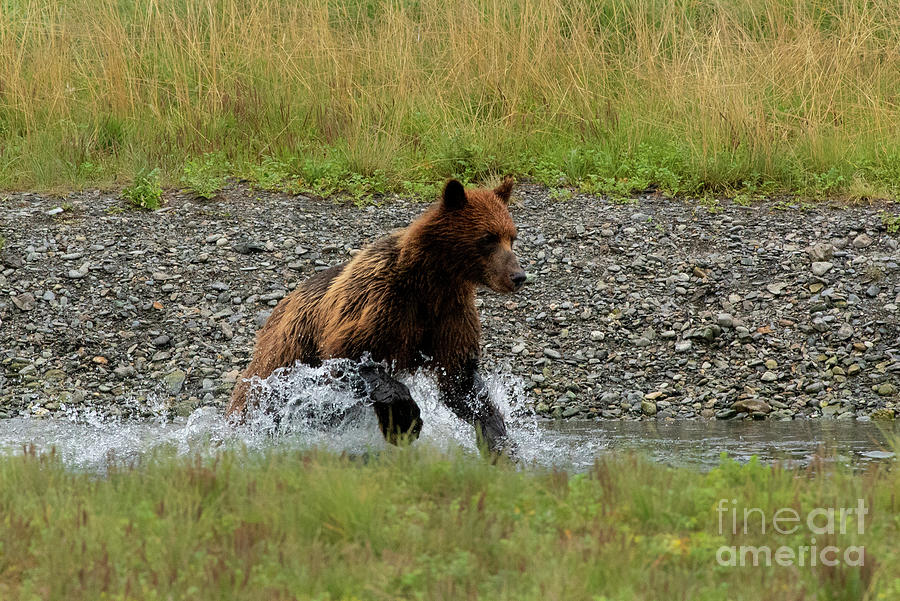 Summer Photograph - Brown Bear Chasing Salmon in Pack Creek, Alaska by Nancy Gleason