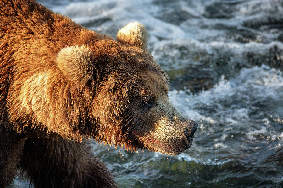 Grizzly Bear - close up Photograph by Alex Mironyuk