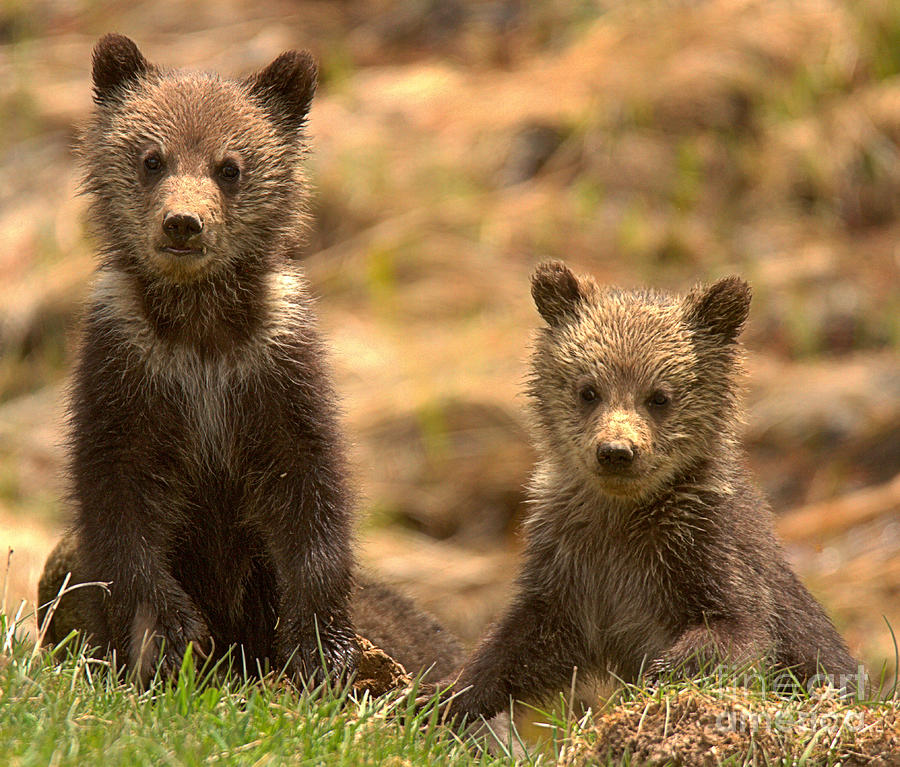 Grizzly Bear Cub Duo Photograph by Adam Jewell