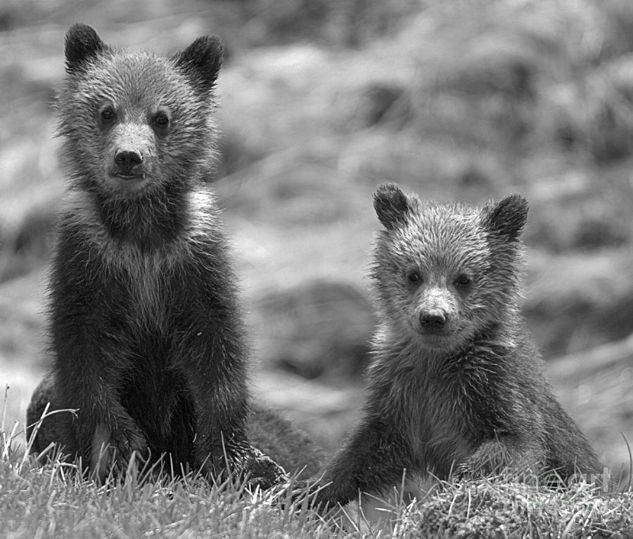 Grizzly Bear Cub Duo Black And White Photograph by Adam Jewell