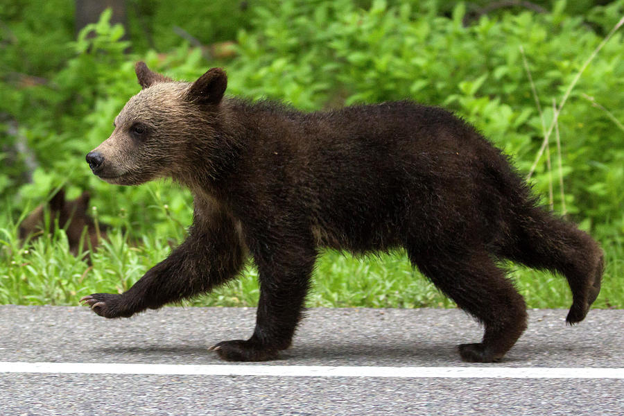 399's Cubs Crossing the Road Toddler T-Shirt by Patrick Barron - Pixels