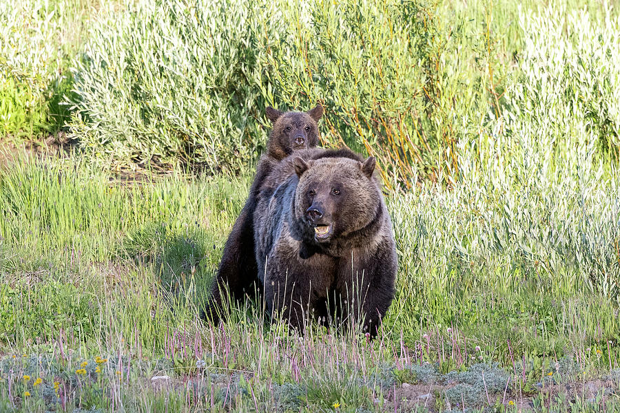 Grizzly Bear Cub Hides Behind Mama Photograph by Tony Hake