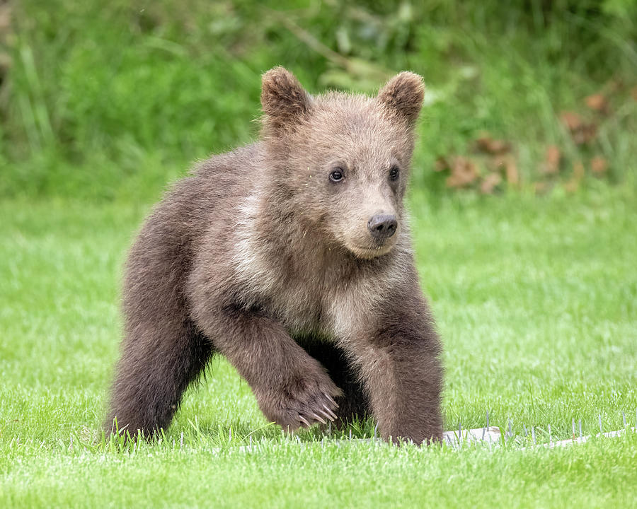 Grizzly Bear Cub Photograph by Jack Bell