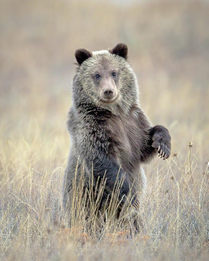 Grizzly Bear Cub Standing Photograph