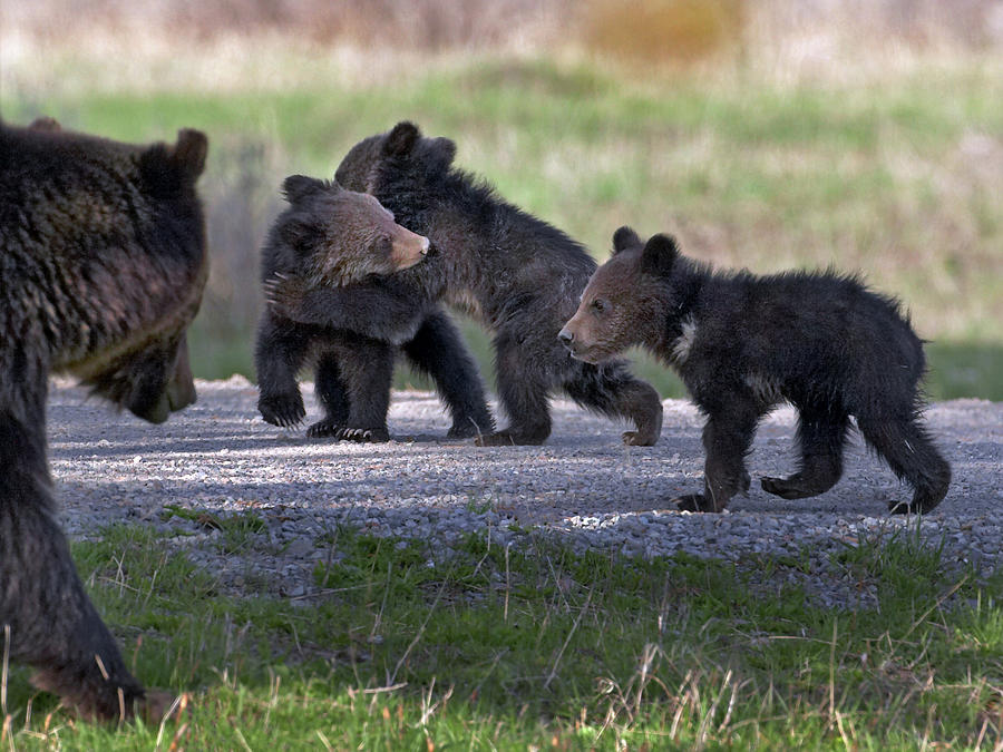 Grizzly Bear cubs playing as mom watches Photograph by Wesley Aston