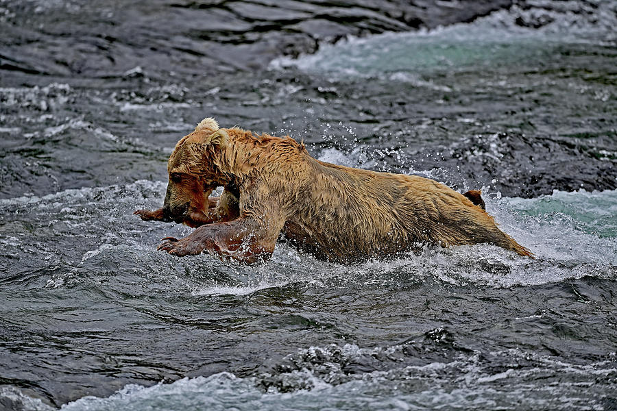 Grizzly Bear Diving for Salmon Photograph by Amazing Action Photo Video