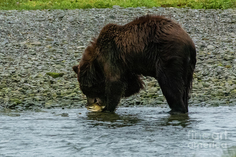 Brown Bear Eating a Pink Salmon on Pack Creek, Alaska Photograph by Nancy Gleason