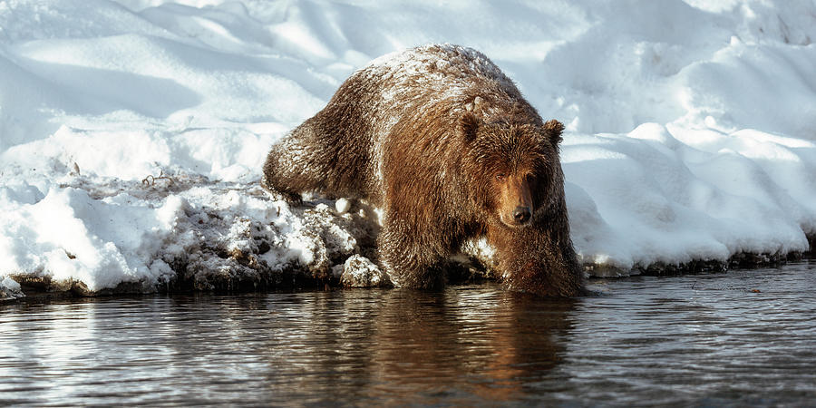 Grizzly bear entering a river Photograph by Murray Rudd
