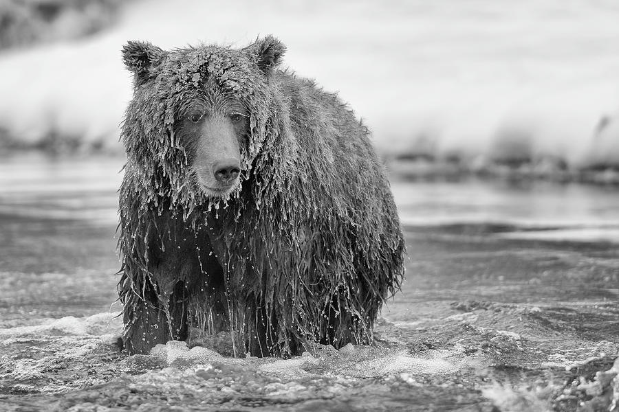 Grizzly bear eyeballing a fish and a photographer - monochrome Photograph by Murray Rudd