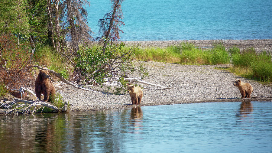 Grizzly Bear Family  is on the Alaskas Beach Photograph by Alex Mironyuk