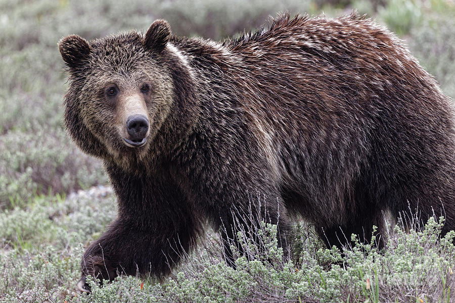 Grizzly Bear Full Frame Photograph by Natural Focal Point Photography