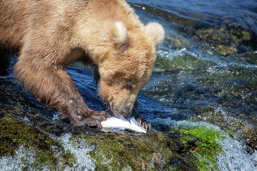 Grizzly Bear got his fish - close up Photograph by Alex Mironyuk