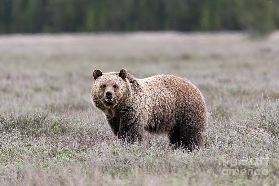 Grizzly Bear - Grand Teton National Park Photograph by Bret Barton