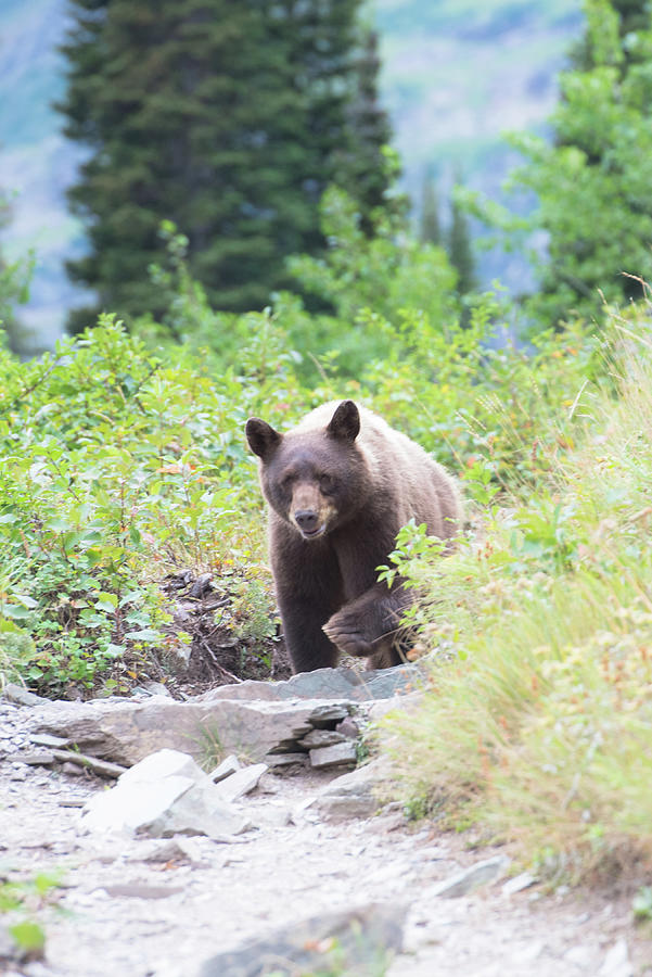 Glacier National Park Photograph - Grizzly Bear on hiking trail by Greg Wyatt