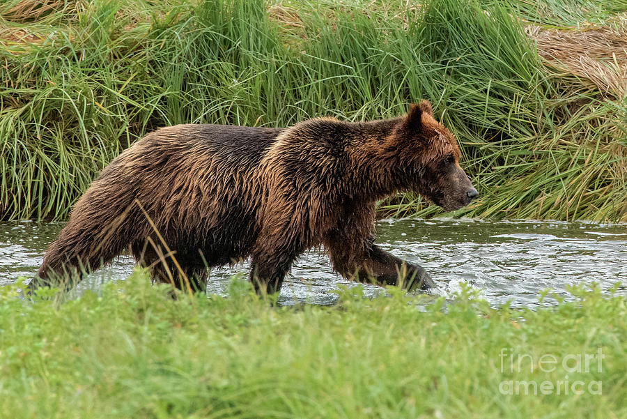Summer Photograph - Brown Bear Hunting Salmon in Pack Creek, Alaska by Nancy Gleason