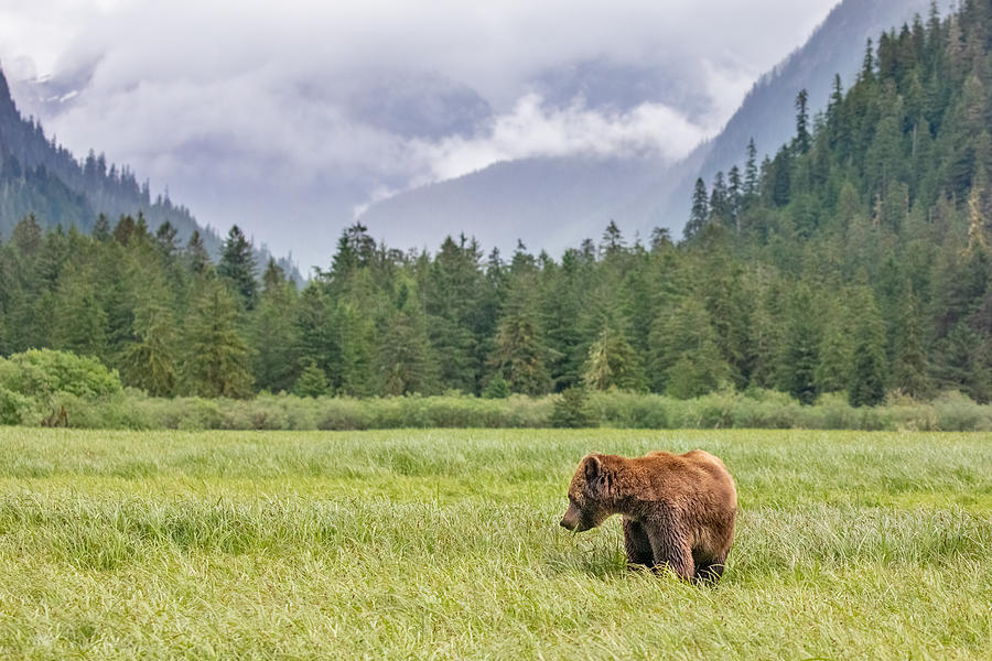 Grizzly Bear in a meadow in Canadas Great Bear Rainforest Photograph by KenCanning